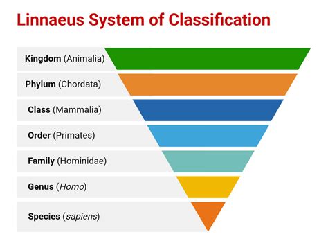 take in A Classification system