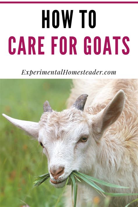 taking care of goats for beginners