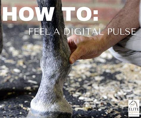 Taking Horse Digital Pulse