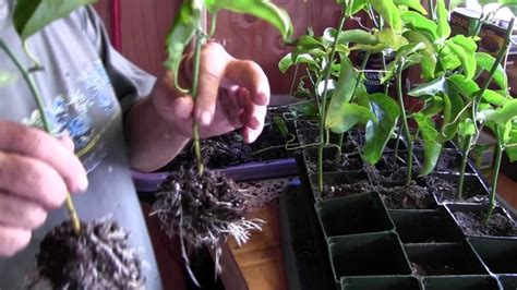 taking passion flower cuttings