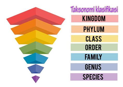 takson adalah