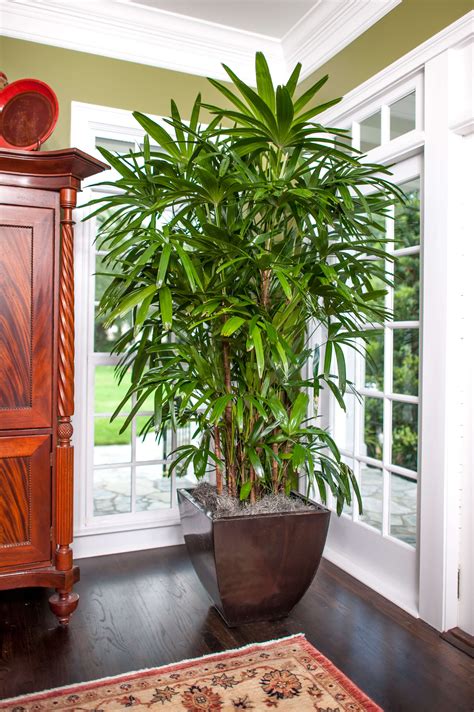 Costa Farms' Slideshow Elegant Palms for Every Setting Tall indoor