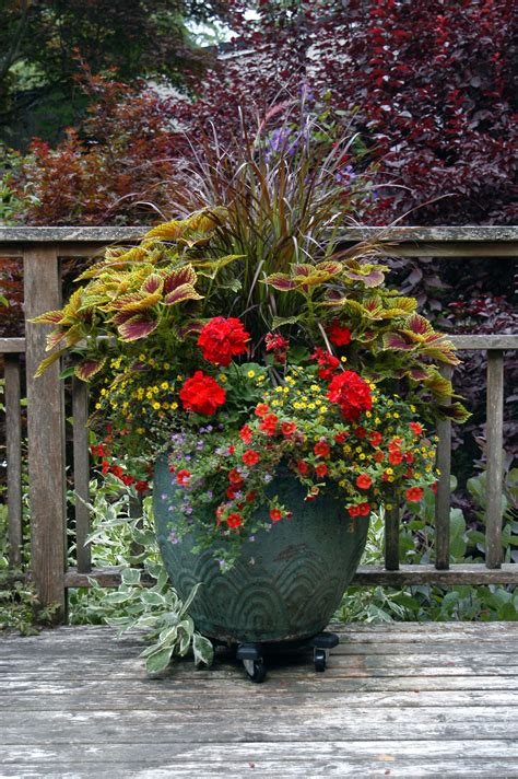 20 Best Tall Plants for Container Gardens