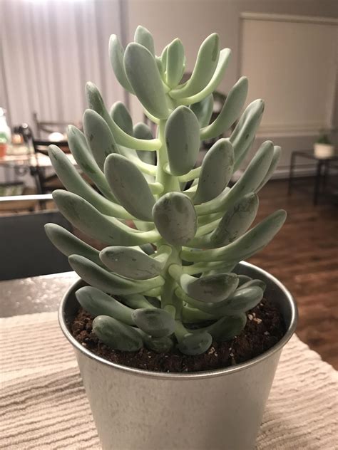 Tall Succulent With Fuzzy Leaves Home Design Ideas