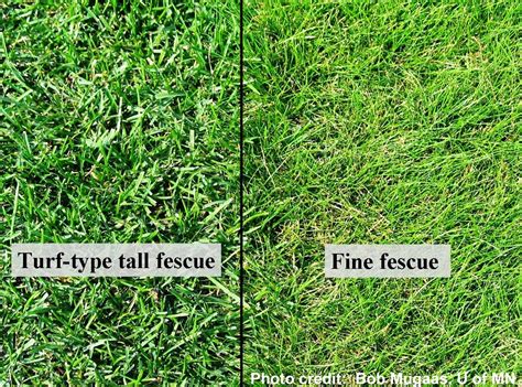 Tall Fescue Grass Types