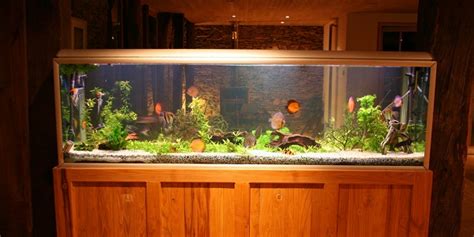 tall fish tank benefits