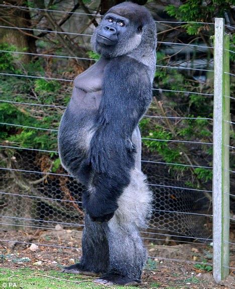 tall gorilla