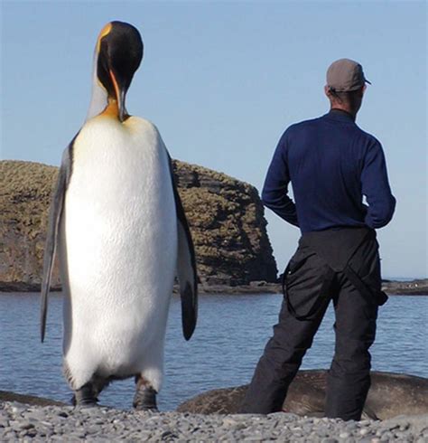 tall penguin species