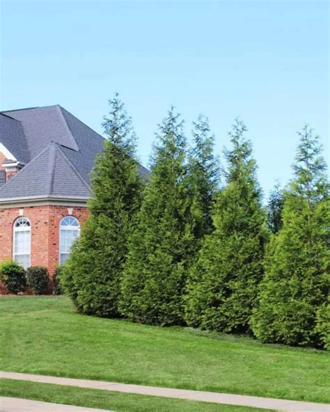 Tall Trees For Pool Privacy