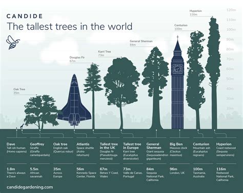 Tallest Tree Height