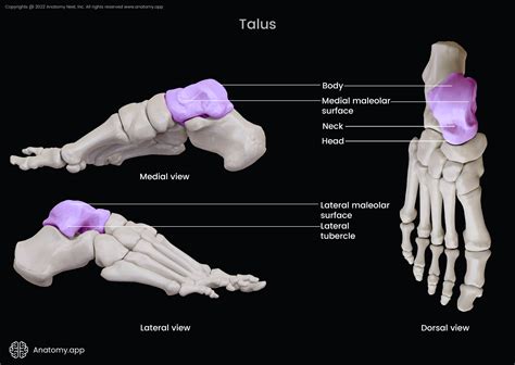 Talus Bone Foot