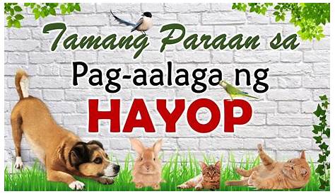 Ang tamang pag aalaga sa mga alagang hayop - YouTube