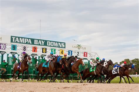 tampa bay downs race track