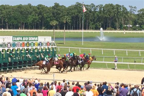 tampa bay downs race track live streaming