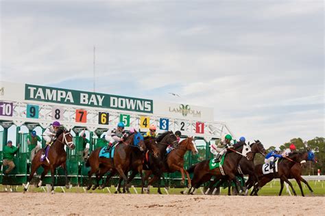 tampa bay downs race track news