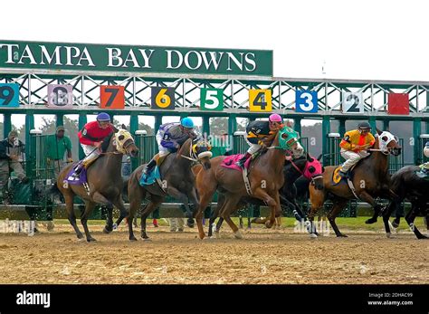 tampa downs horse racing