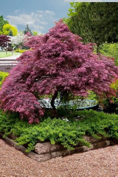 tamukeyama dwarf red japanese maple