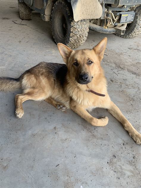 tan sable german shepherd