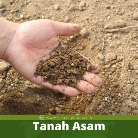 Tanah Asam