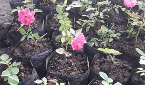 5 Step Penting Cara Menanam Bunga Mawar Tanaman Magz