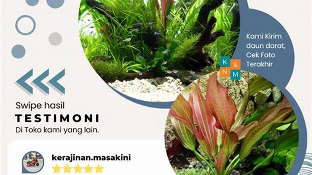 Tanaman Aquascape CO2: Penemuan dan Wawasan yang Menakjubkan!