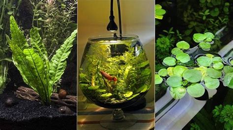9 jenis tanaman aquascape yang cocok untuk ikan cupang