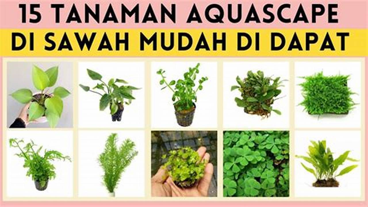 Rahasia Tanaman Aquascape Sawah Terungkap! Temukan Tips dan Trik Terbarunya