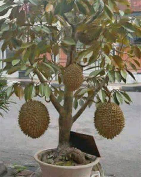 Mungkinkah Memelihara Tanaman Durian Dalam Pot? Taman Inspirasi SAFA