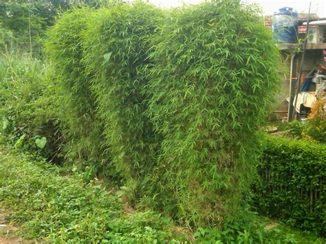 Tanaman Bambu Cendani