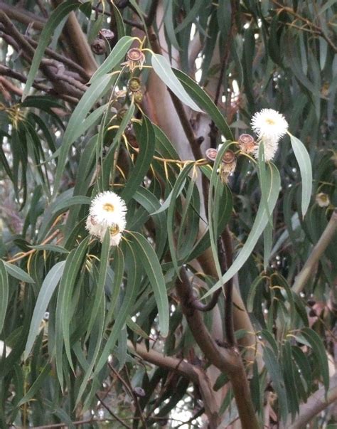 tanaman eucalyptus globulus