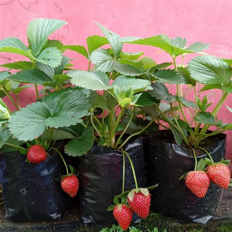 tanam strawberry di indonesia