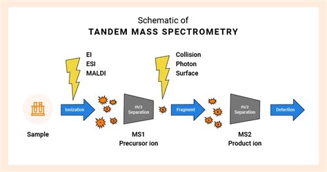 tandem mass spectrometry lc ms ms