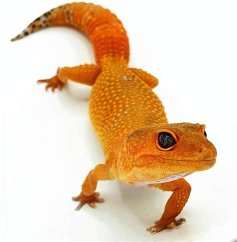 Tangerine Mandarin Leopard Gecko