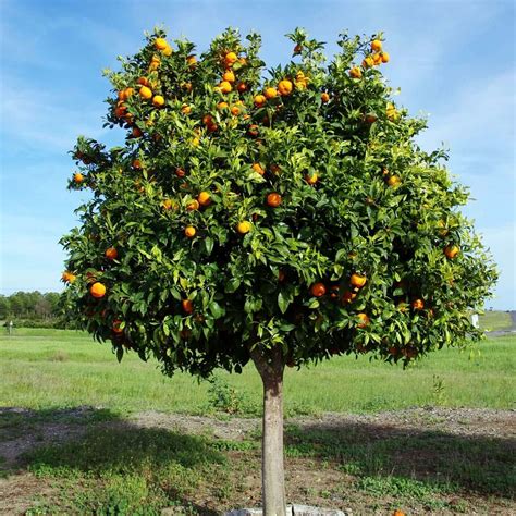 Tangerine Tree Definition