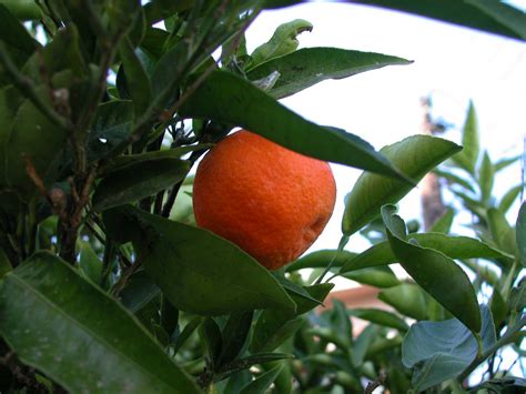Tangerine Tree Problems