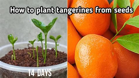 Tangerines Seeds