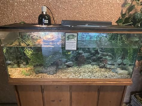 Tank Setup For Western Painted Turtles