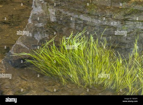 Tape Grass Submerged
