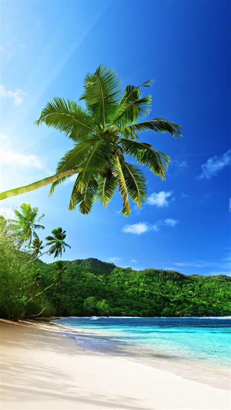 Plaża pod palmami Tapeta na telefon