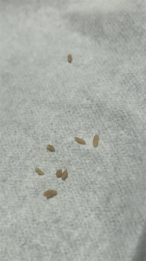 tapeworm eggs cat