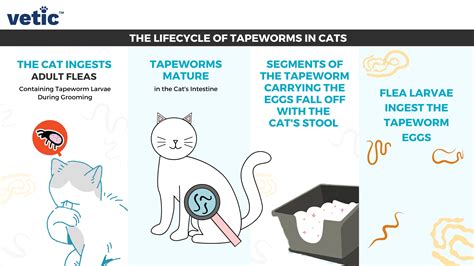 tapeworm in cat vomit