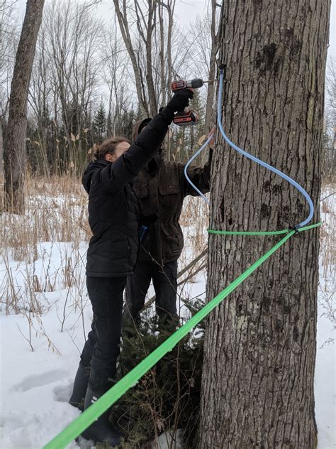 Tapping Maple Trees In Virginia