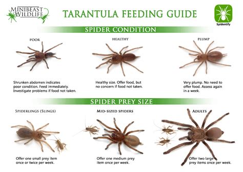 Tarantula Feeding Chart