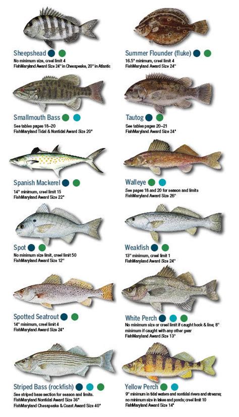 Target Species in Maryland Fishing