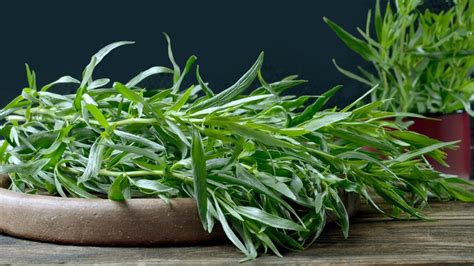 Tarragon 🌿