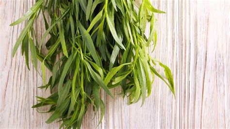 Tarragon Growing Australia