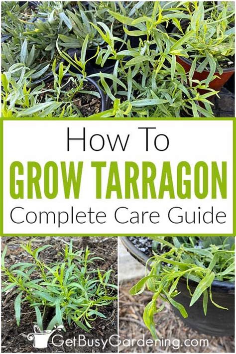 Tarragon Growing Guide