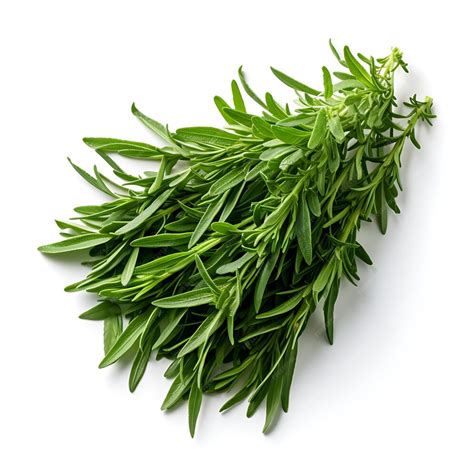 Tarragon Type Herb