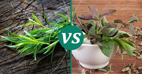 Tarragon Vs Mint