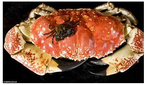 Tasmania Giant Crab Price